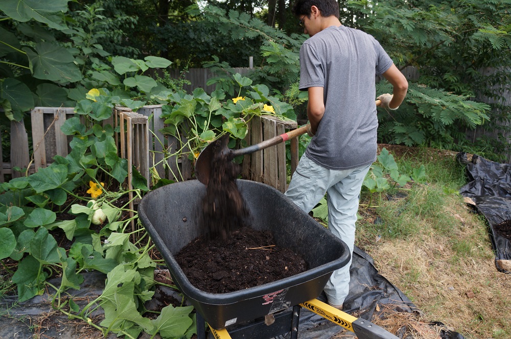 Compost Digging Butternut