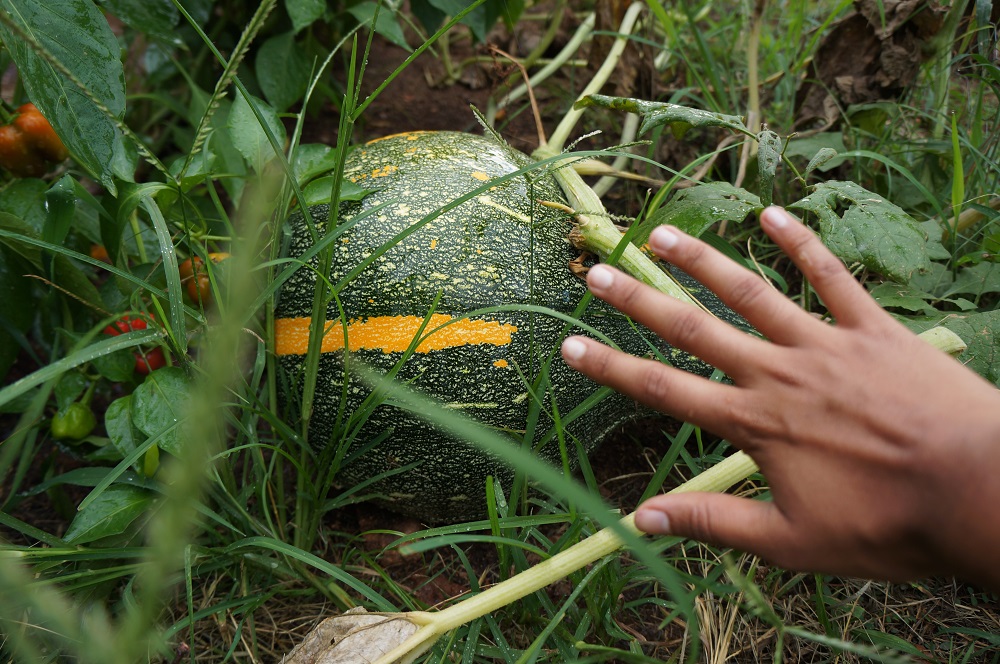 Volunteer Gourd Size